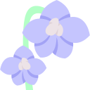 delphinium