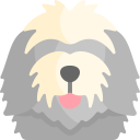 bergamasco