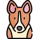 basenji