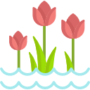 tulpen