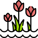 tulpen