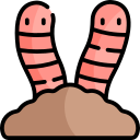 wurm