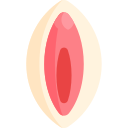 vulva