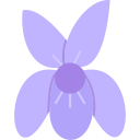 viola