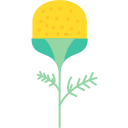 Pineappleweed