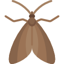 Moth