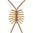 Centipede