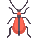 Beetle