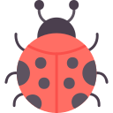 coccinella