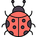 coccinella