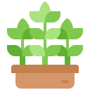 Potted plant