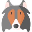 Collie