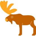 Moose