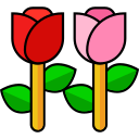 rosa