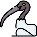 ibis