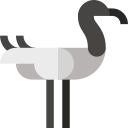 ibis