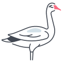 Swan