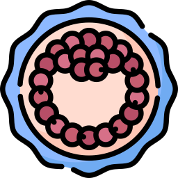 zygote icon