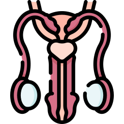 sistema riproduttivo icona