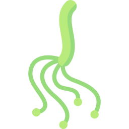 helicobacter pylori icoon