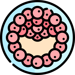 zygote Icône