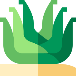 Aloe icon