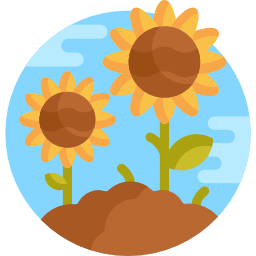 Sunflower icon