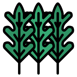 Arugula icon