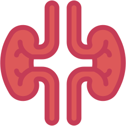 Kidney icon