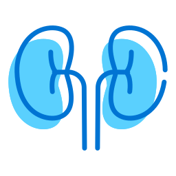 Kidney icon