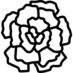 Carnation icon