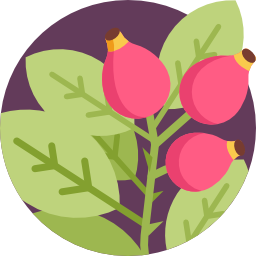 Dog rose icon