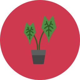 alocasia icon