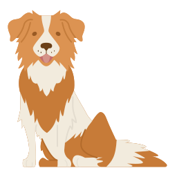 border collie icon