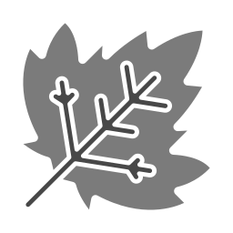 Maple leaf icon