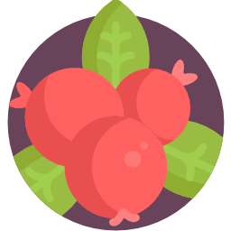 Berries icon