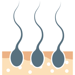 raiz do cabelo Ícone