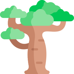 Baobab icon