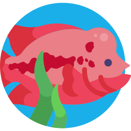 fisch icon