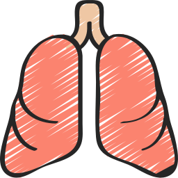 anatomia ikona