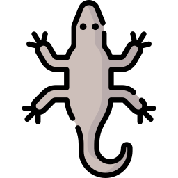 Lizard icon