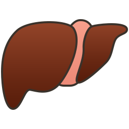 Liver organ icon