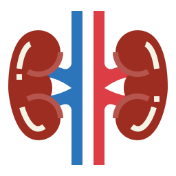 Kidneys icon