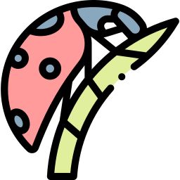 Ladybug icon