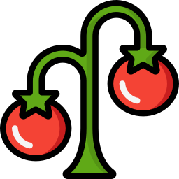 tomate icon