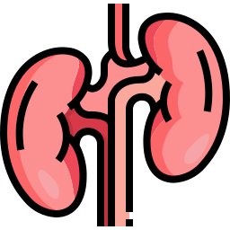 Kidney icon