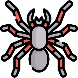 tarentule Icône