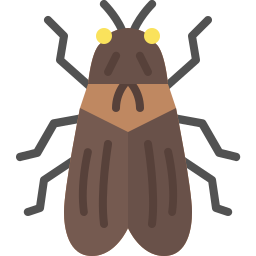 Cicada icon