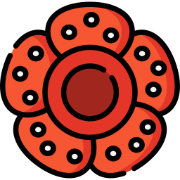 Rafflesia icon