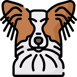 Papillon icon